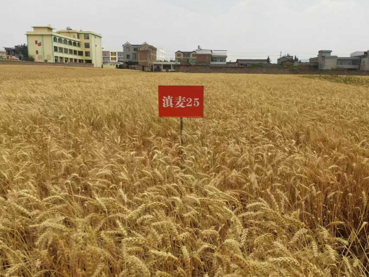 55cd4cd083e5598aff4c9a0fdb2c0025